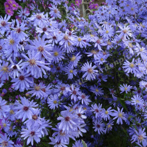 aster cord. little carlow_000