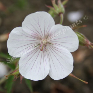 geranium clarkei kashmir white - sevenhills vaste planten kwekerij_000