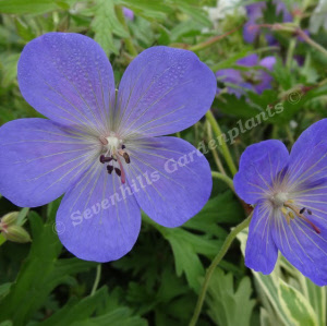geranium johnson's blue - sevenhills vaste planten_000