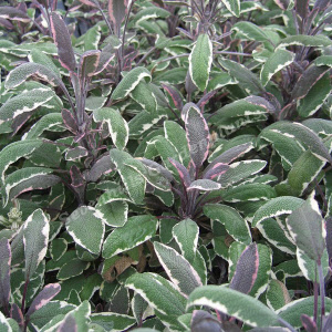 salvia officinalis tricolor - sevenhills vaste planten_000