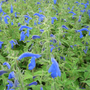 salvia patens royal blue - sevenhills vaste planten_000