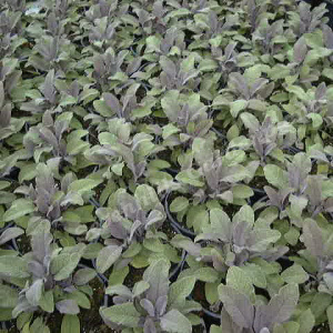 saofficinalis purpureum - sevenhills vaste planten_000